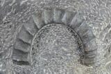 Multiple Devonian Ammonites (Anetoceras) on Rock - Morocco #87252-2